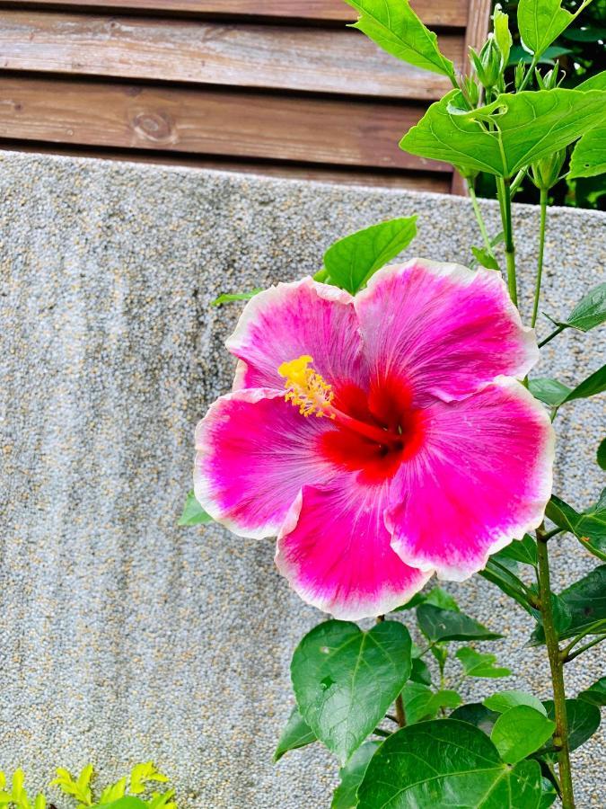 Jifun Flower Meanings جيان المظهر الخارجي الصورة