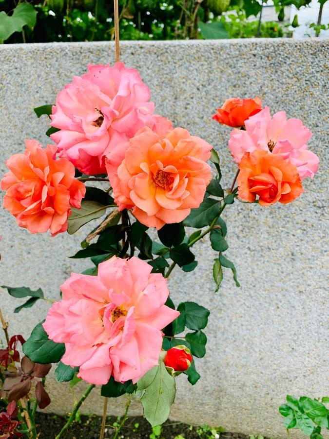 Jifun Flower Meanings جيان المظهر الخارجي الصورة